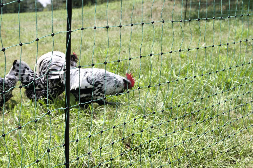 Geflügelnetz PoultryNet 25 m nicht elektrifizierbar, 112 cm, grün