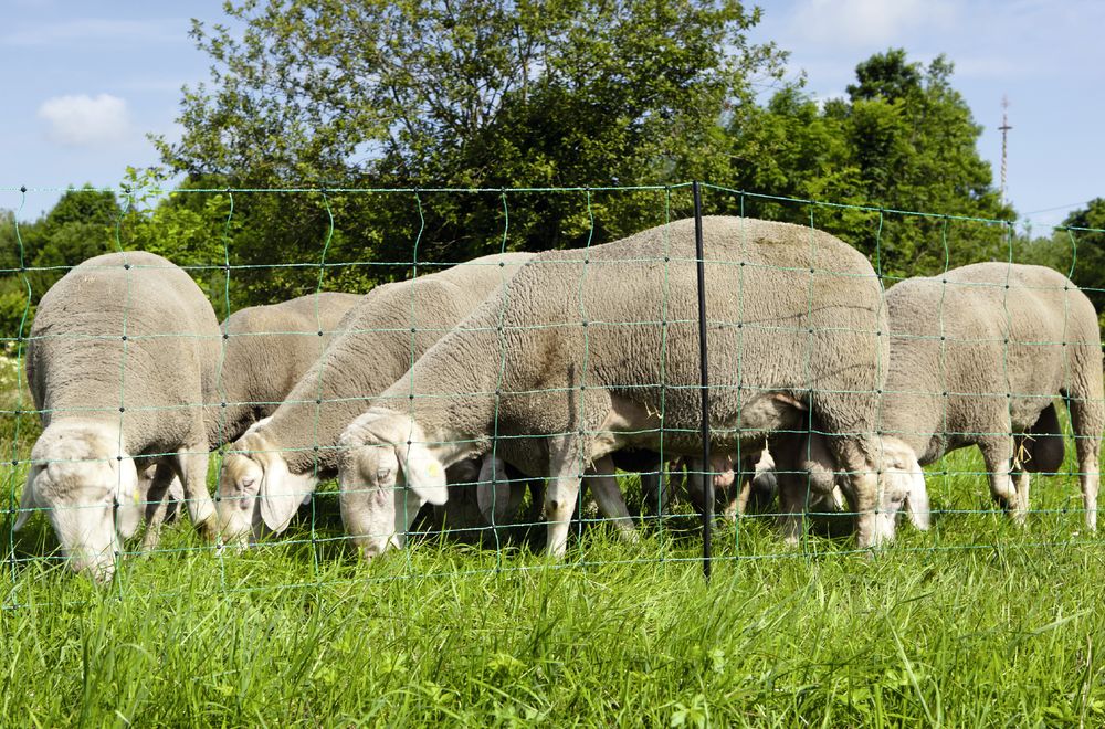 Ersatzpfahl schwarz für OviNet Weidenetz, grün, 108 cm