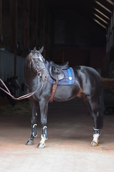 Schabracke Tampa, versch. Farben