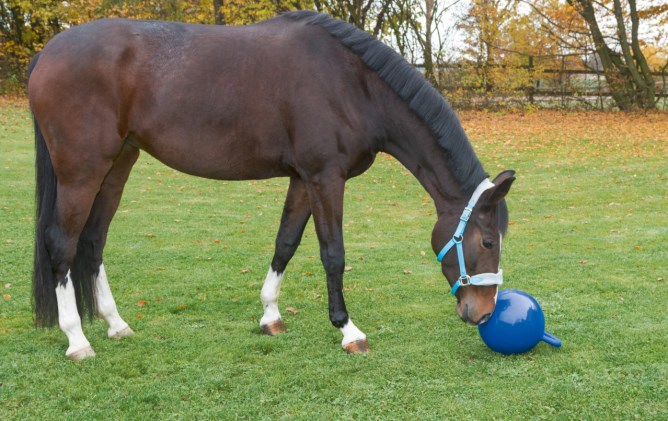Pferdespielball