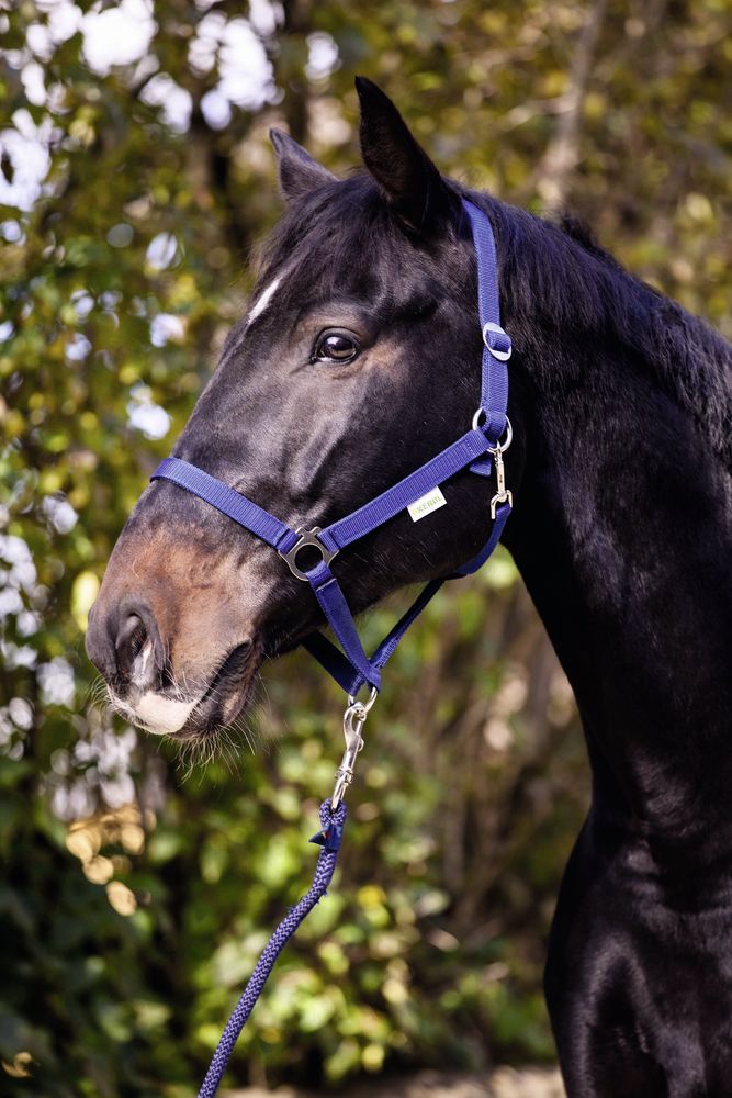 Halfter Classic, blau