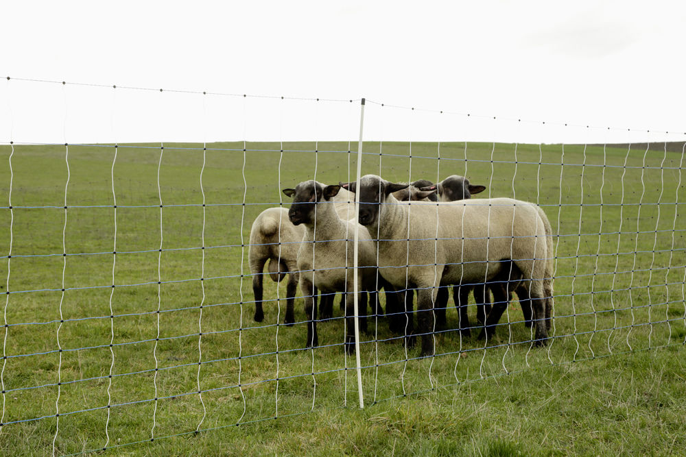 Ersatzpfahl für WolfNet Maxi