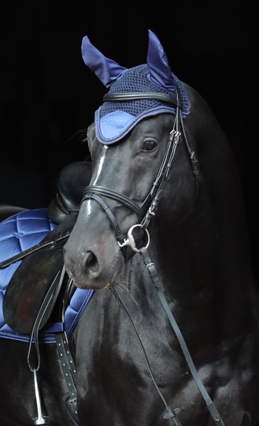 Fliegenhaube Empara, versch. Farben