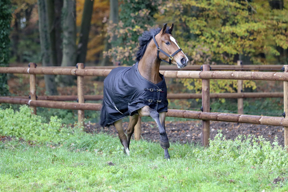Pferdedecke Winter RugBe IceProtect 200 Pferdedecke Winter RugBe IceProtect 200