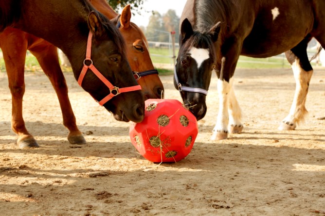 Futterspielball HeuBoy
