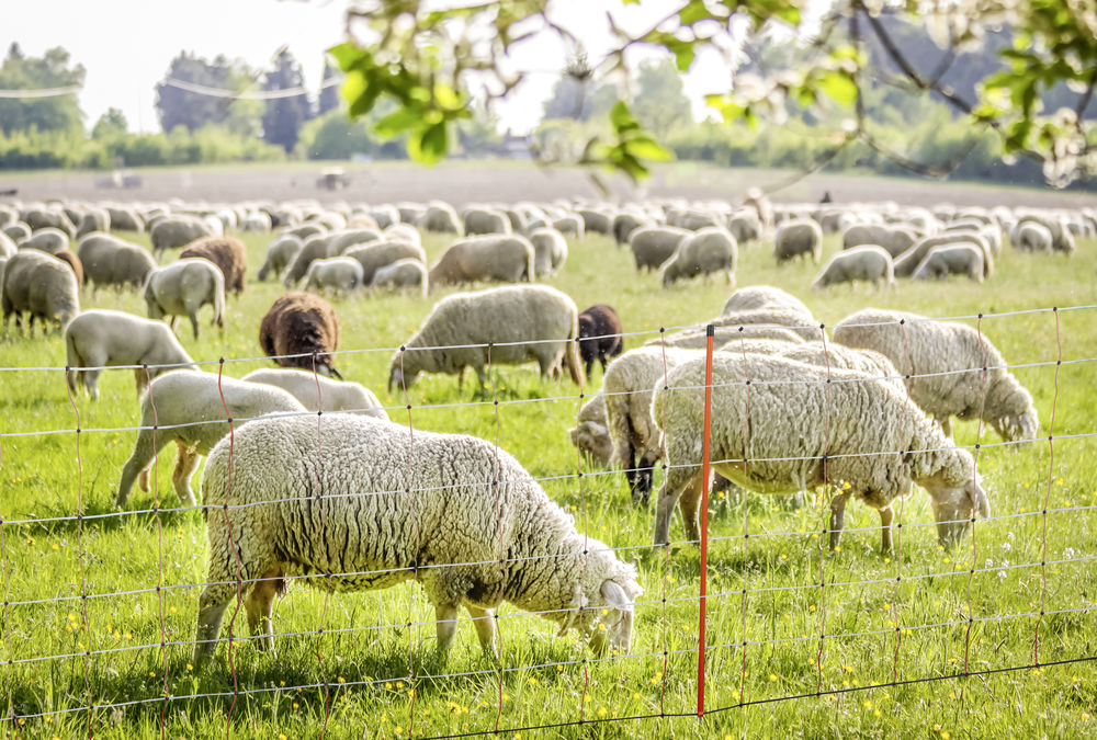 TopLine Net 108 cm Weidenetz