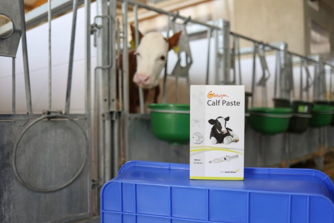 Ergänzungsfuttermittel Globigen Calf Paste, 6er Pack
