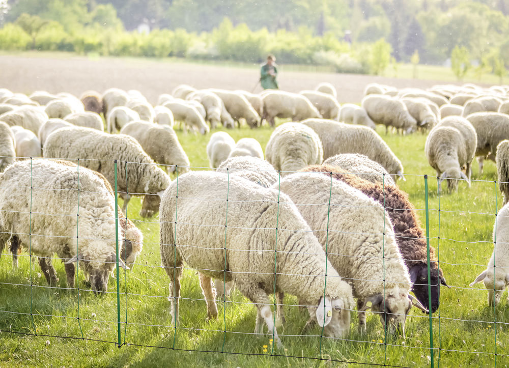 TopLine Plus Net 90 cm Weidenetz