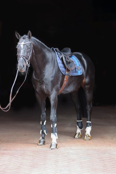 Schabracke Tampa, versch. Farben