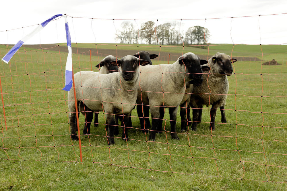 Elektrozaunnetz WolfNet Ovi 122 cm