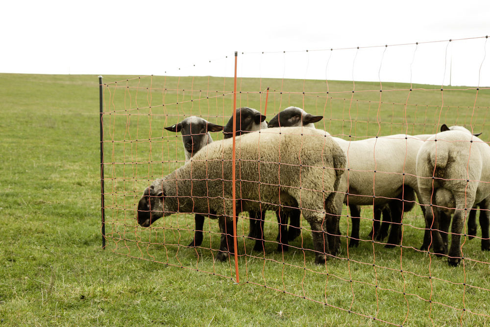 Unterstützungspfähle für Weidenetze, 145 cm