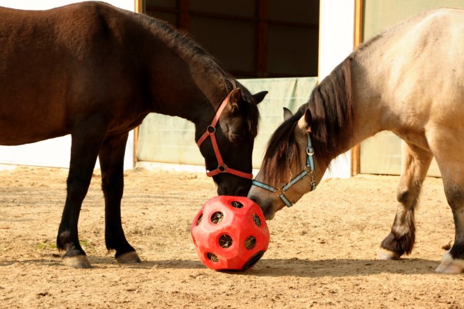 Futterspielball HeuBoy