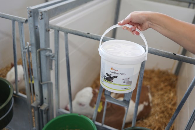 Ergänzungsfuttermittel Globigen Colostrum