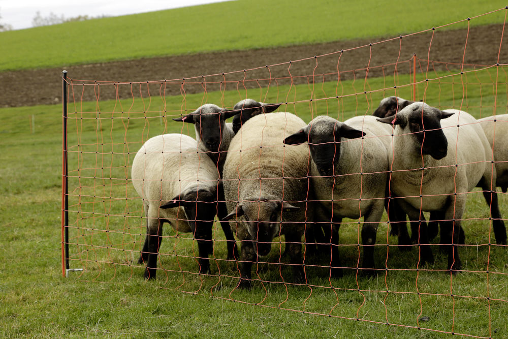 Unterstützungspfähle für Weidenetze, 145 cm