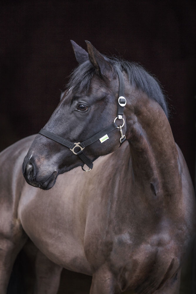 Halfter Classic, schwarz