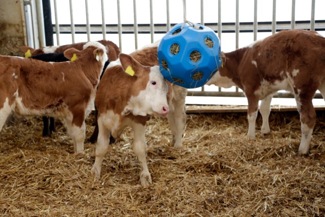 Futterspielball HeuBoy